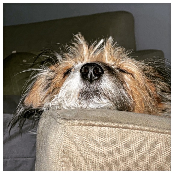 Meet your Posher, Jesse - Picture 14 of 16